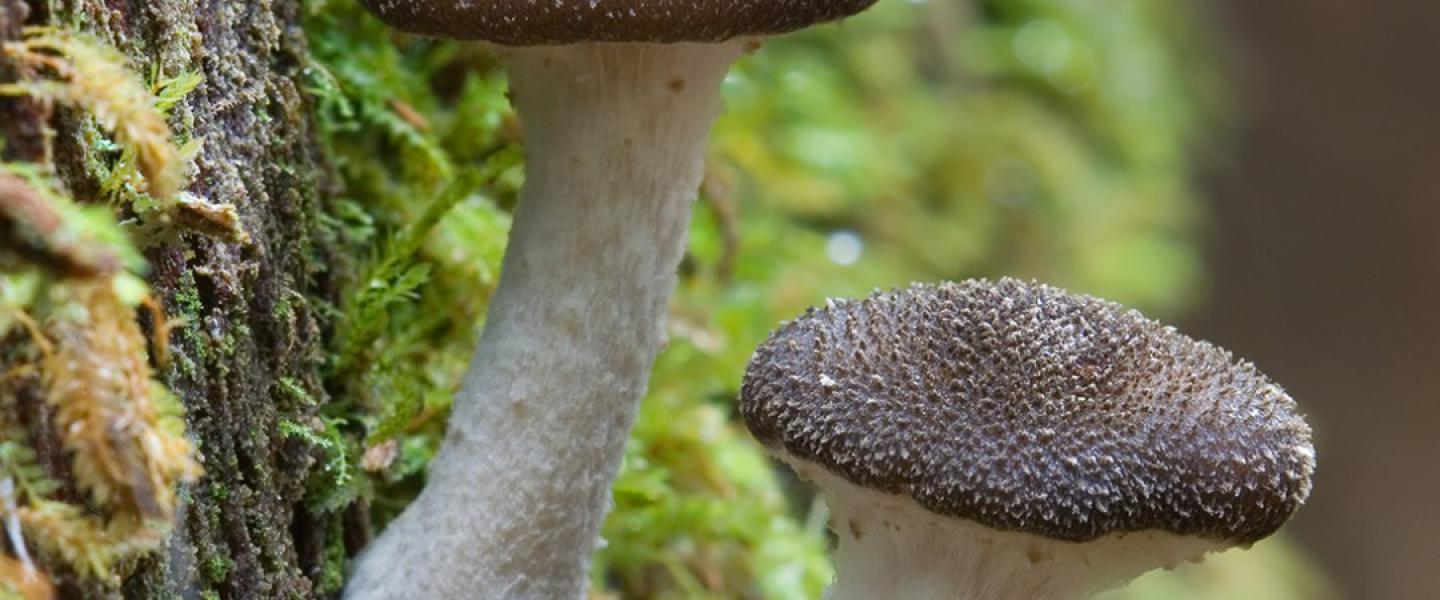 Portfolio Eintrag 2: Headerbild 1